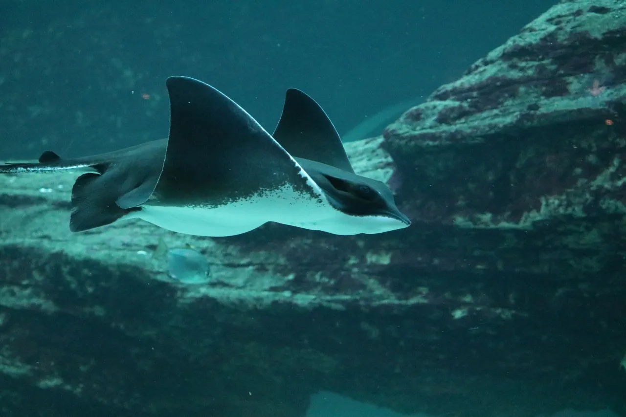 Pregnant Eagle Ray 2