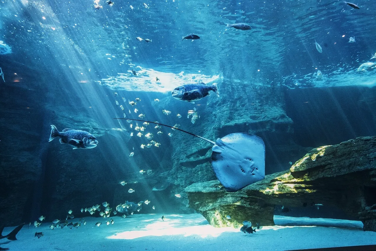 Plastic free july 2020: two oceans aquarium webinar series