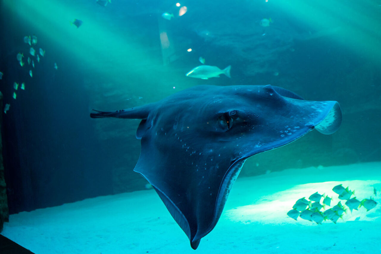 Where does the “sting” in stingray come from?