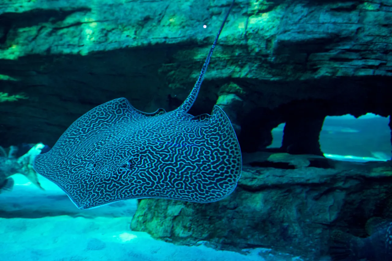 Honey Comb Ray