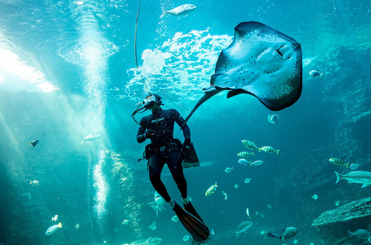 Missing us? watch the livestream of the i&j ocean exhibit whenever you like!