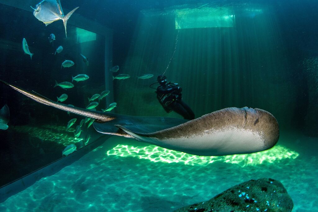 Two Oceans Aquarium Dive with the sharks at the two oceans aquarium…