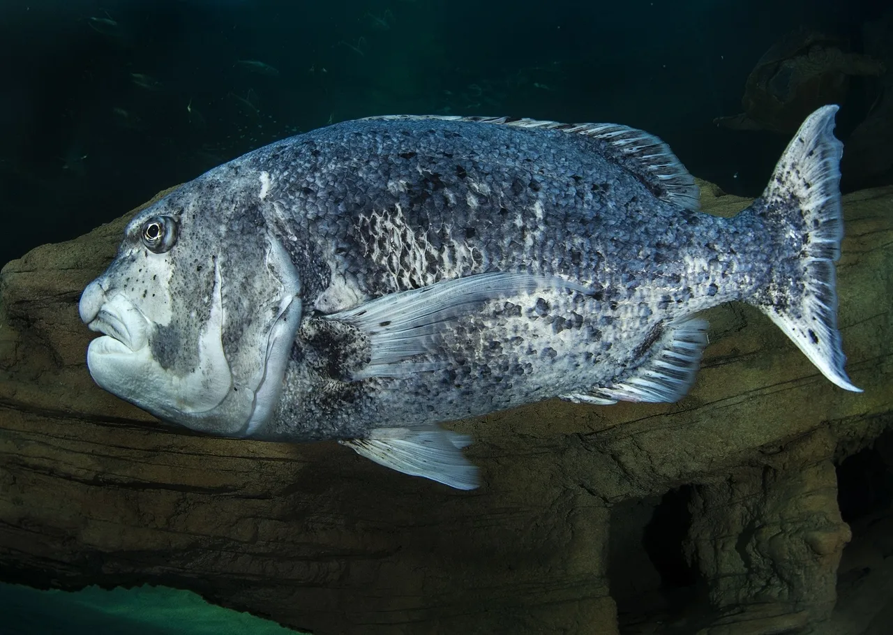 Black musselcracker (poenskop)