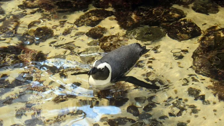 African penguins4 1140 630 80 s c1 c c