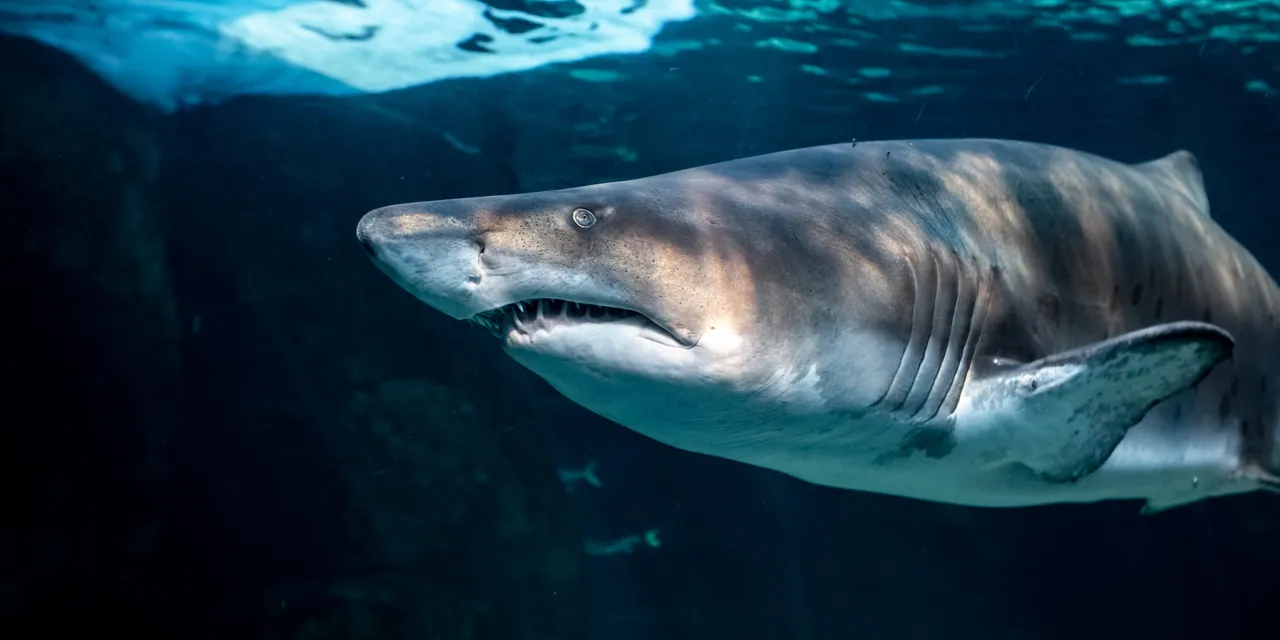 Save Our Seas Foundation Shark Exhibit