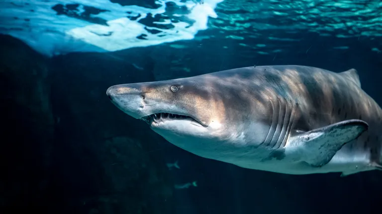 Shark Ex Cover