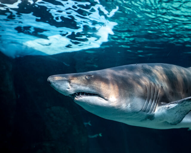 Shark Exhibit