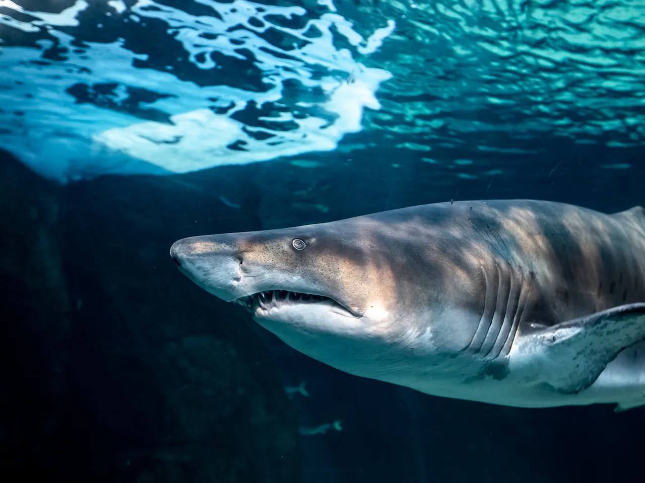 Save Our Seas Foundation Shark Exhibit