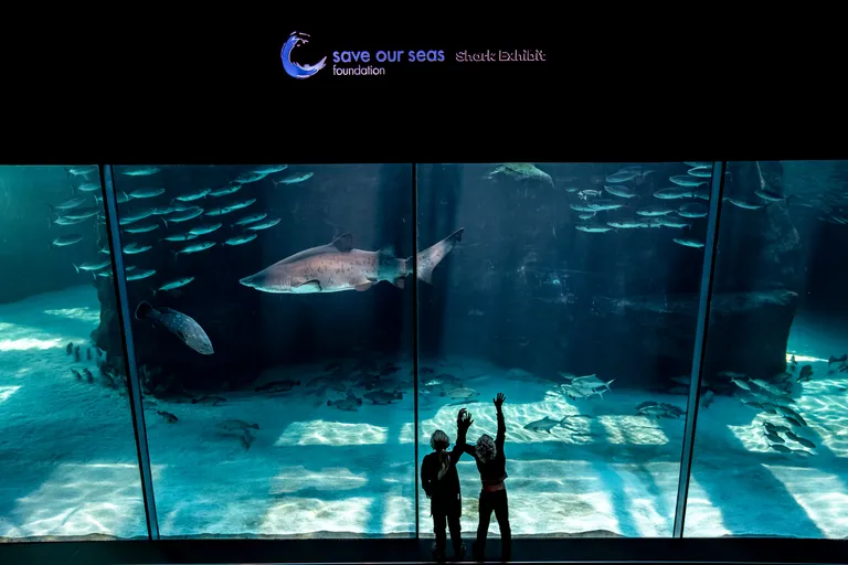 Shark Exhibit