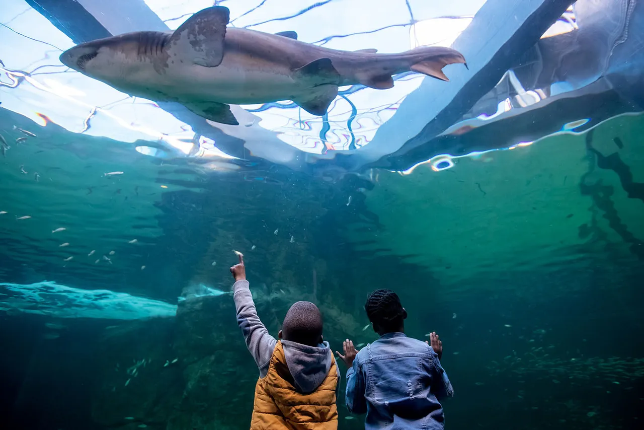 Two oceans aquarium joins forces with the save our seas foundation to protect sharks