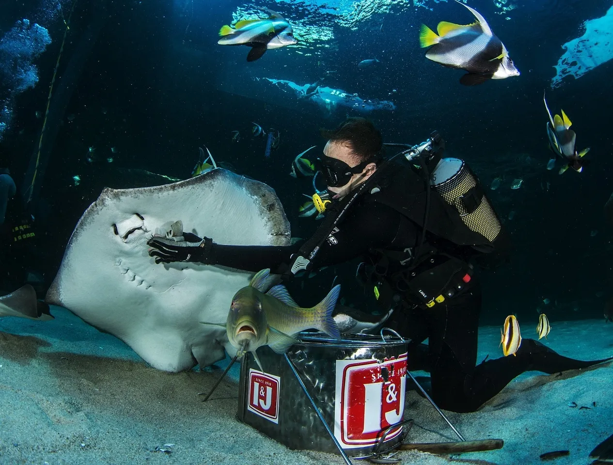 Three ocean superheroes that you can find in the I&J Ocean Exhibit