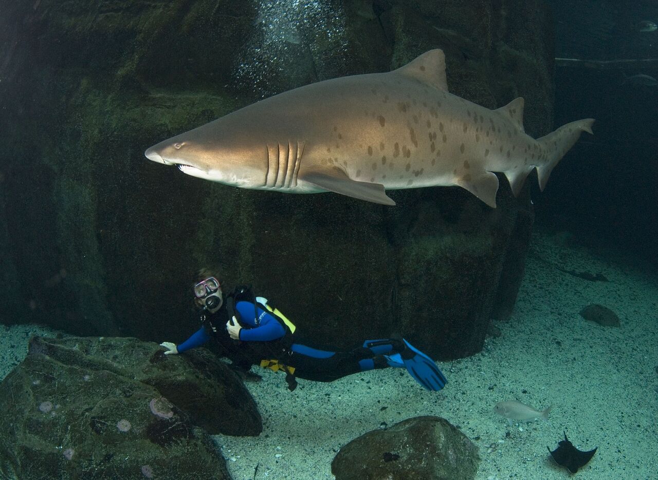 Diver24: discover the joy of diving on 7 march 2020 – for a great cause!