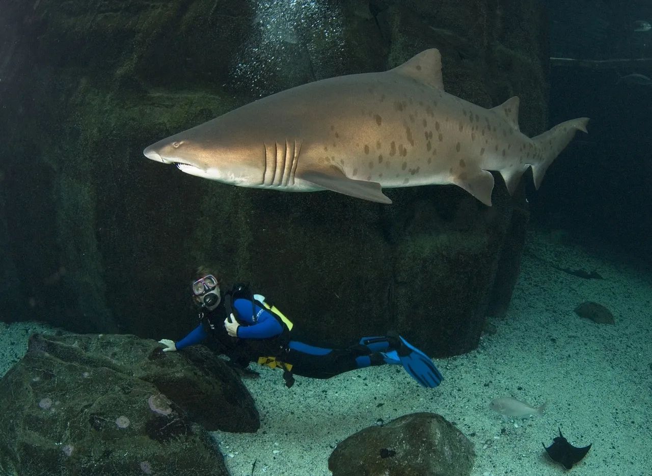 Diver24: discover the joy of diving on 7 march 2020 – for a great cause!