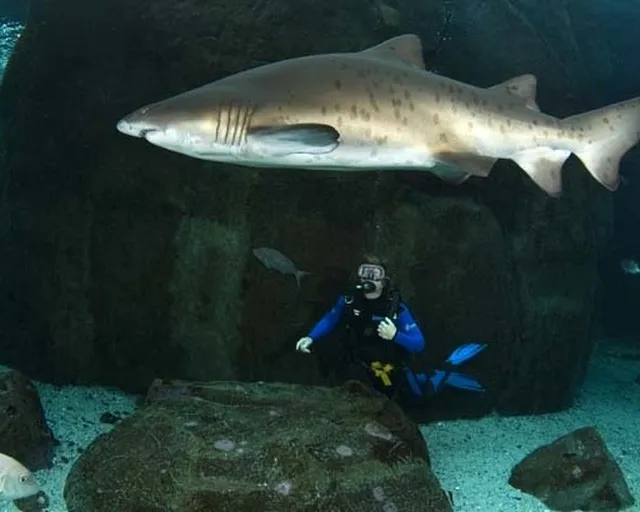 Dive with our sharks