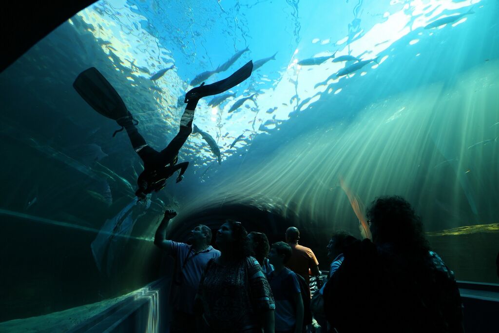 Two Oceans Aquarium Scuba diving at the aquarium is back!