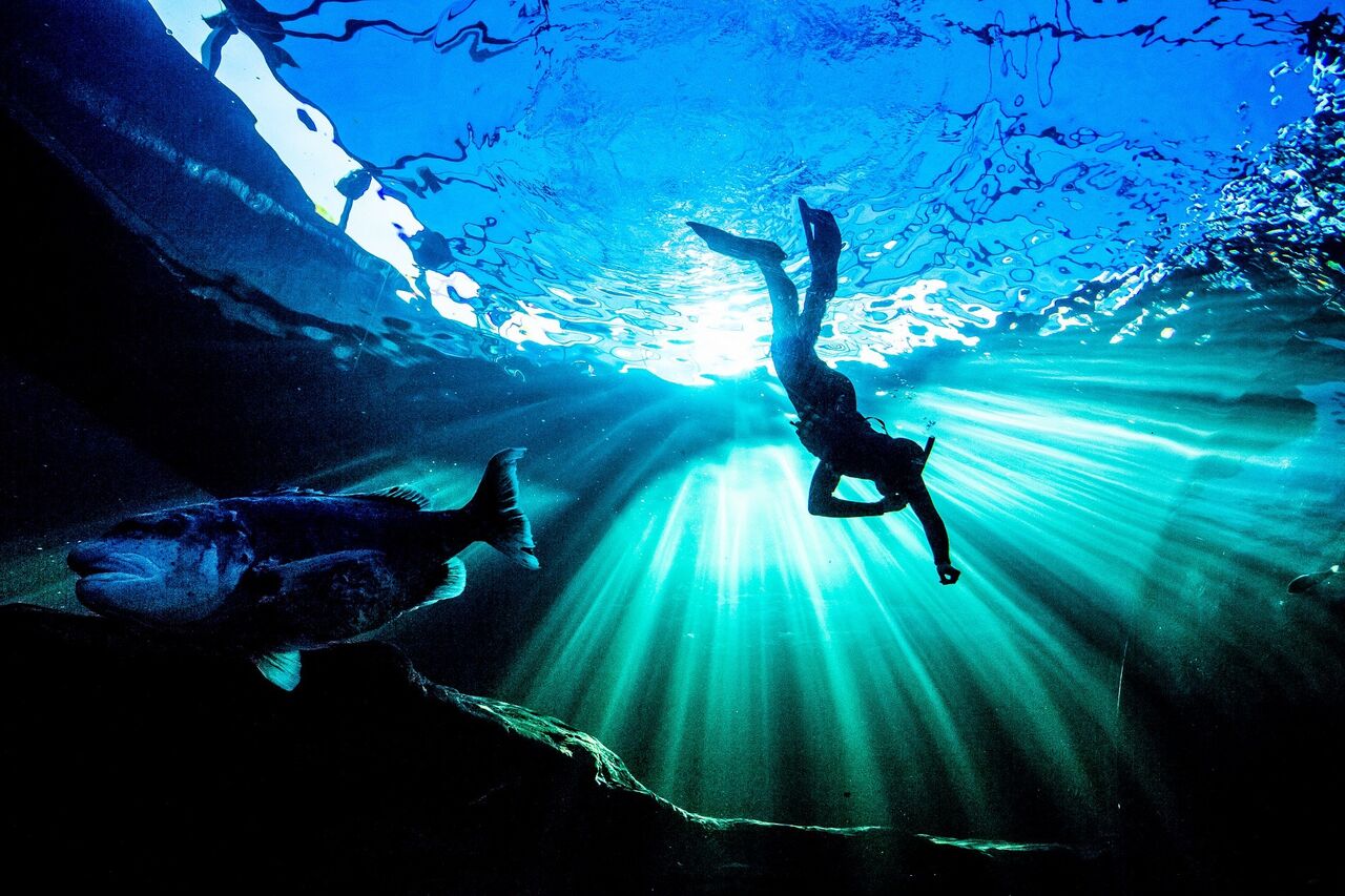 PADI Freediver with black musselcracker at Two Oceans Aquarium