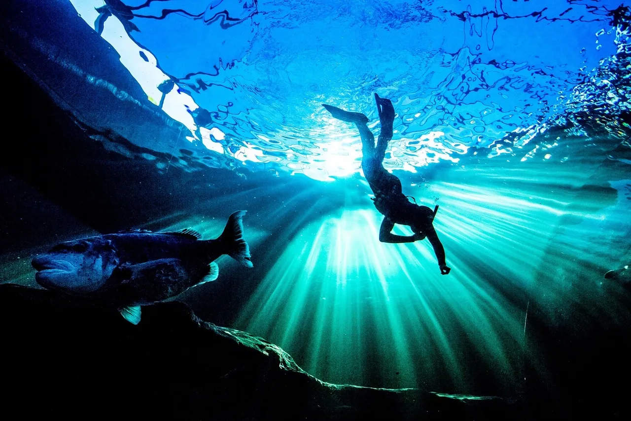 PADI Freediver with black musselcracker at Two Oceans Aquarium