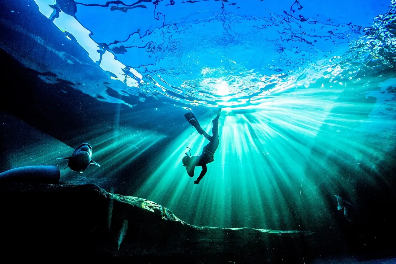 PADI Freediver at the Two Oceans Aquarium