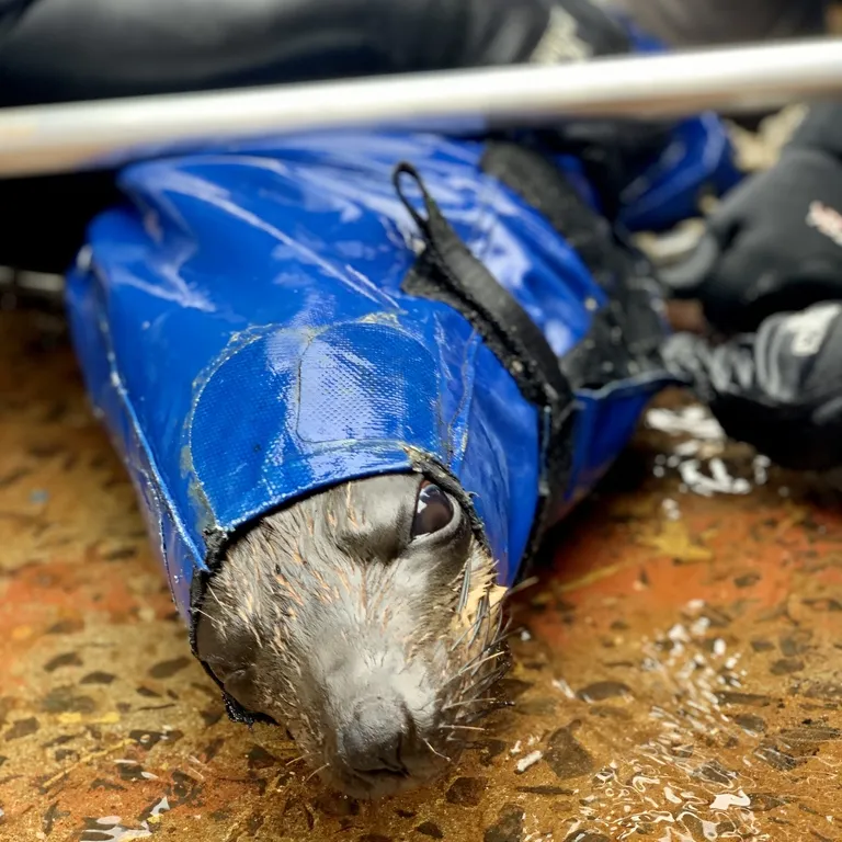 Marine Wildlife Management Programme