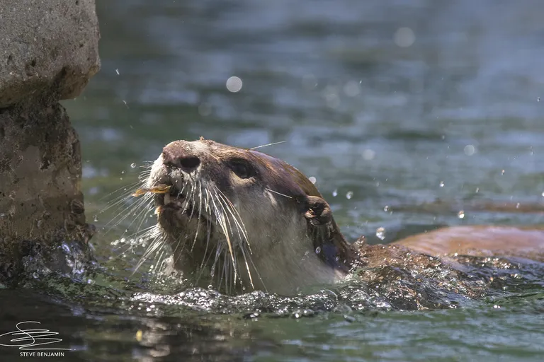 Marine Wildlife Management Programme