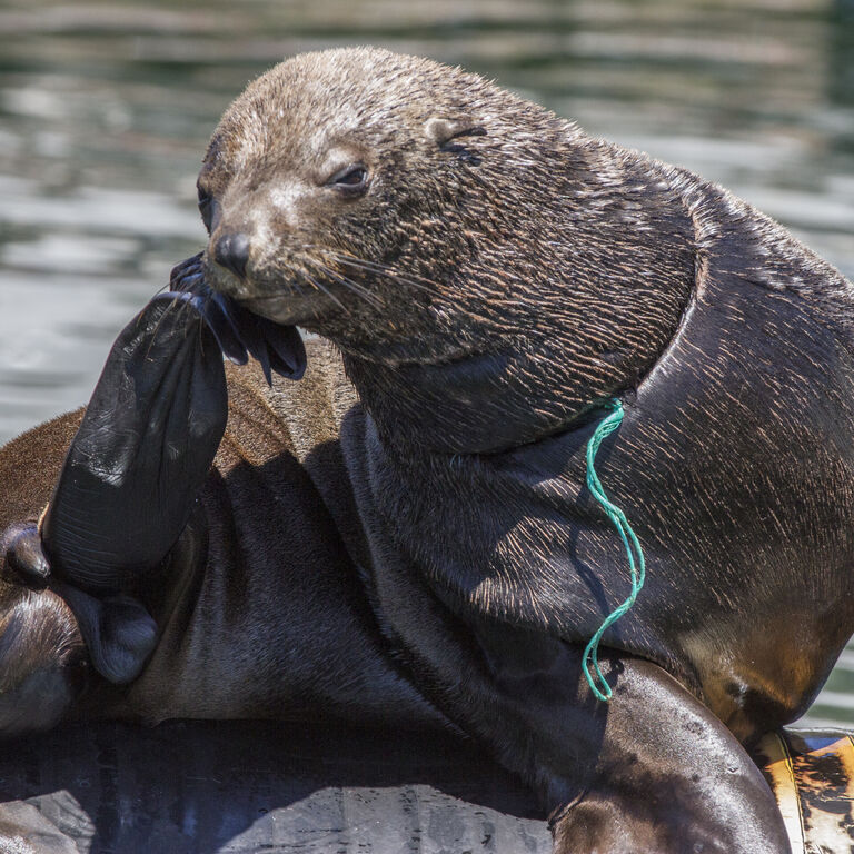 Marine Wildlife Management Programme
