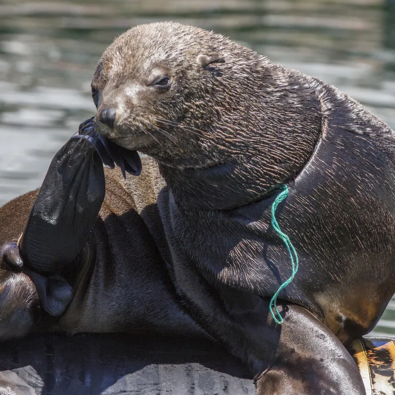 Marine Wildlife Management Programme