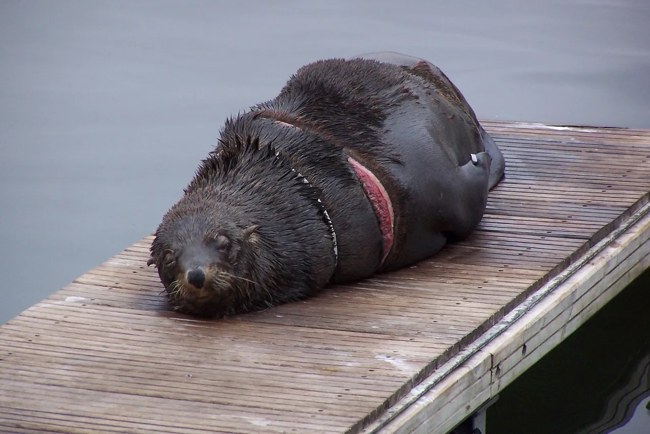 What to do (and not to do) if you find a "stranded" seal near cape town