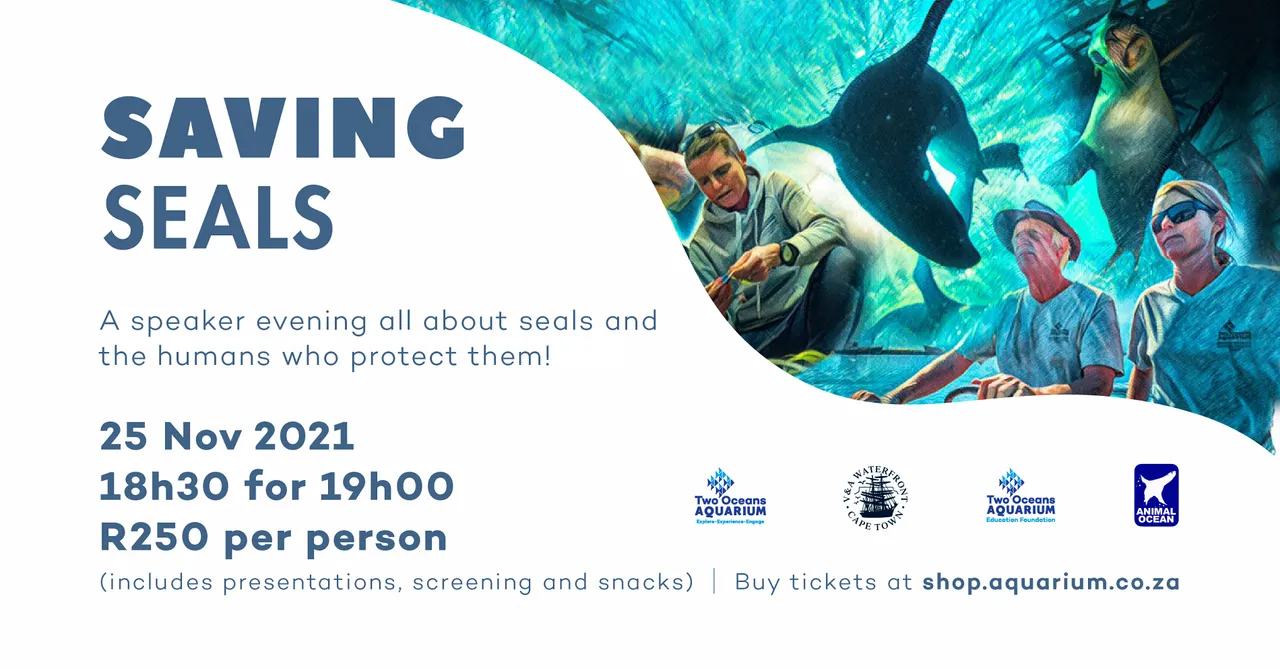 Saving seals: join us for an evening all about rescuing cape town's seals on 25 november 2021