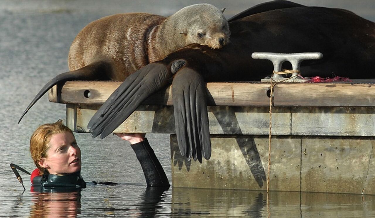 Everything you've ever wanted to know about seal rescues in the v&a waterfront