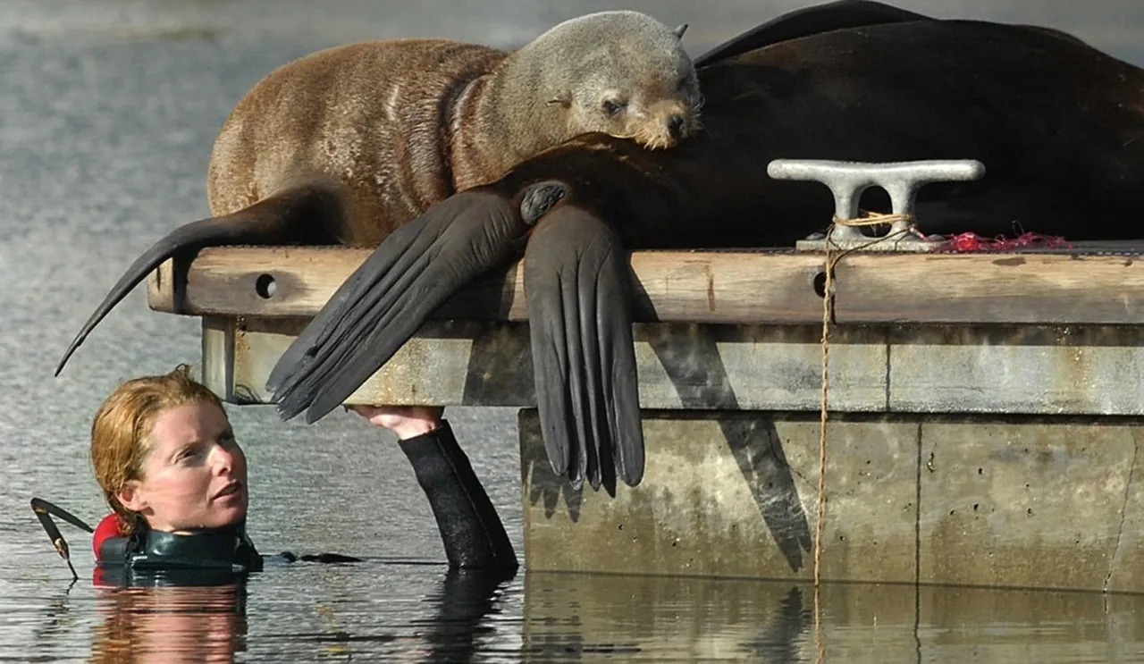 Everything you've ever wanted to know about seal rescues in the v&a waterfront