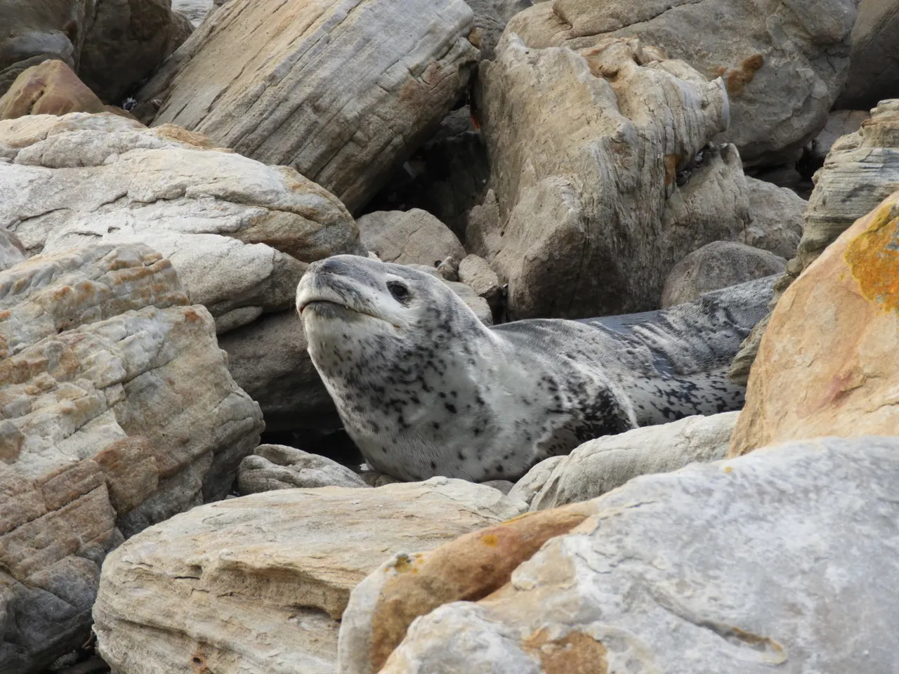 Two oceans aquarium tags kommetjie's visiting leopard seal