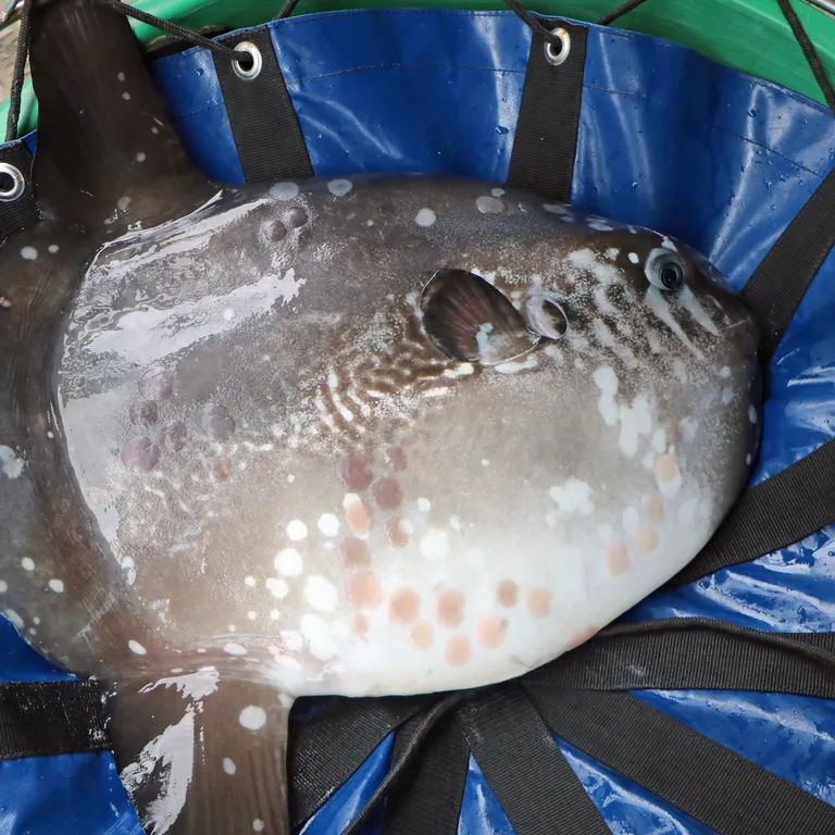 Marine Wildlife Management Programme