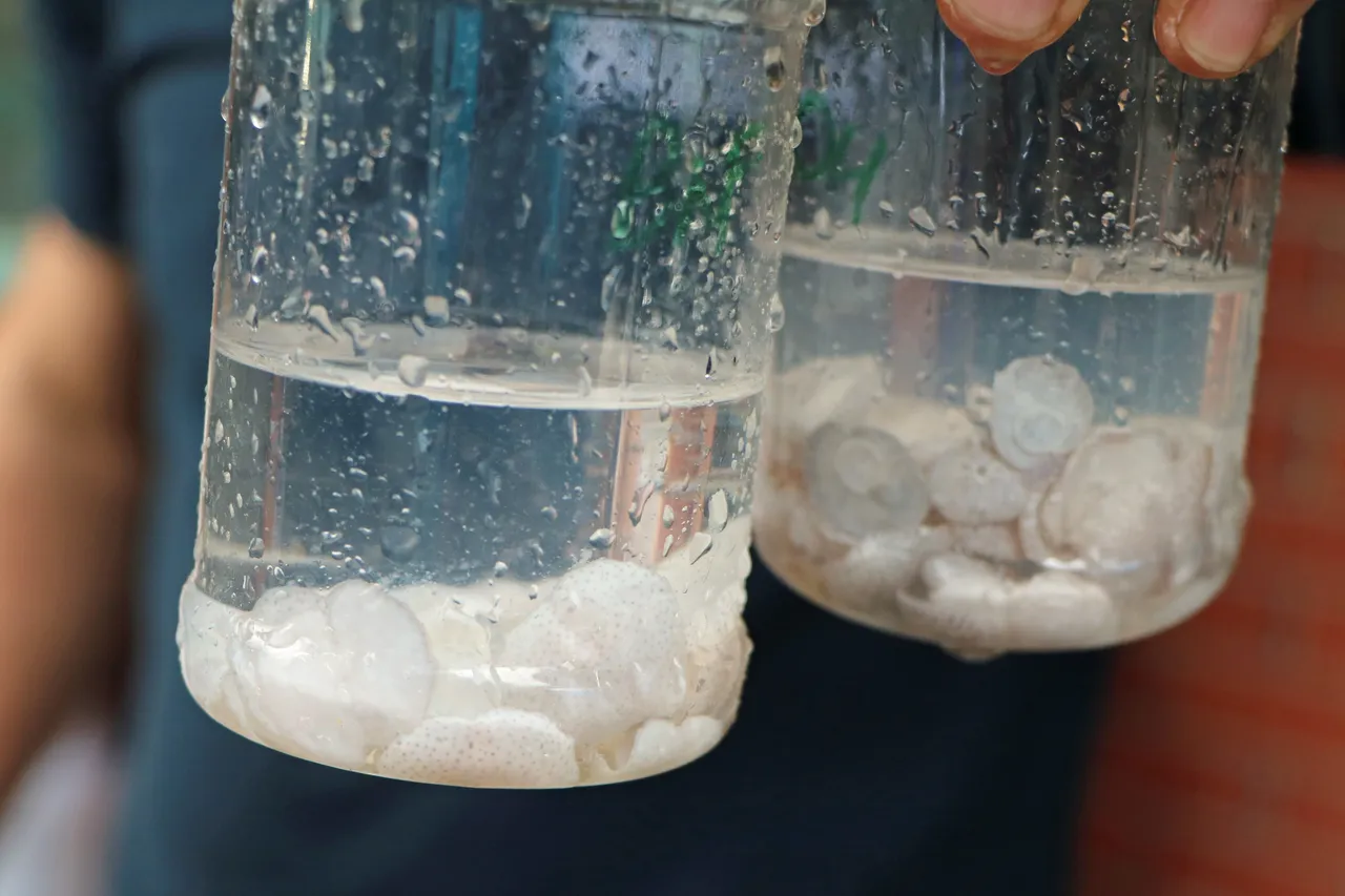 Ocean sunfish nov 2018 Devon Bowen 9