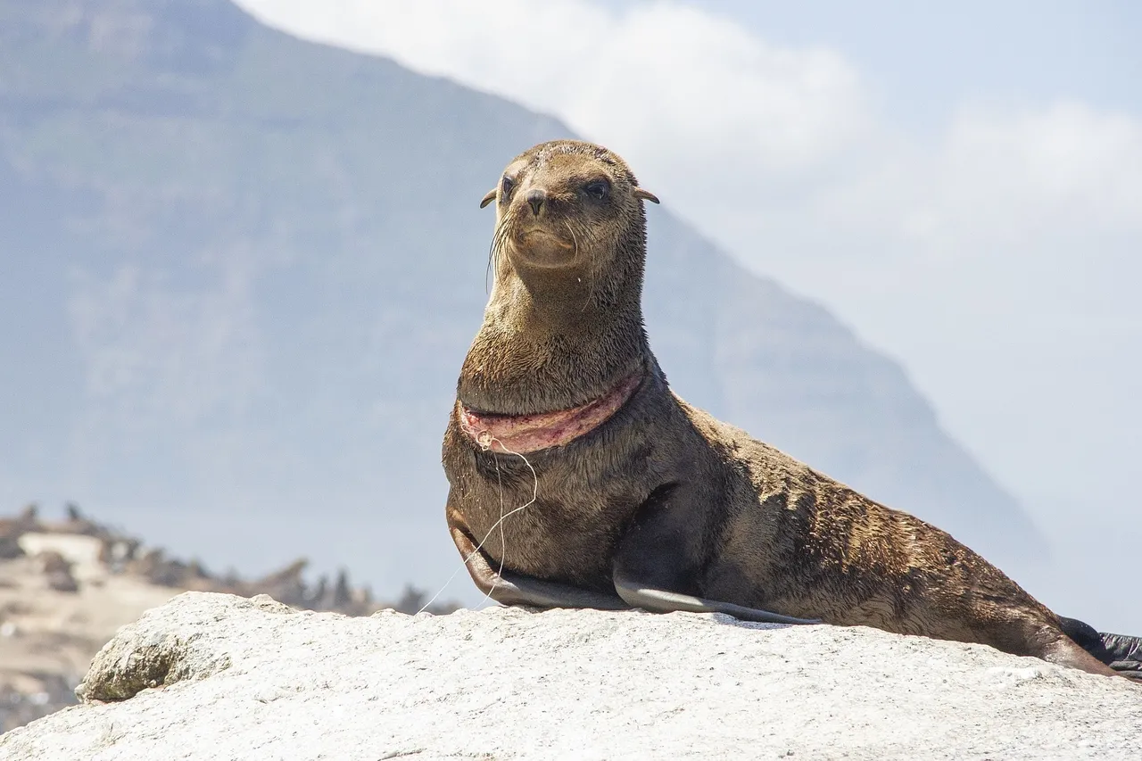 Steven Benjamin Seal 2
