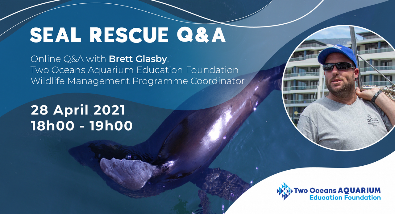Online seal rescue q&a with brett glasby on 28 april 2021