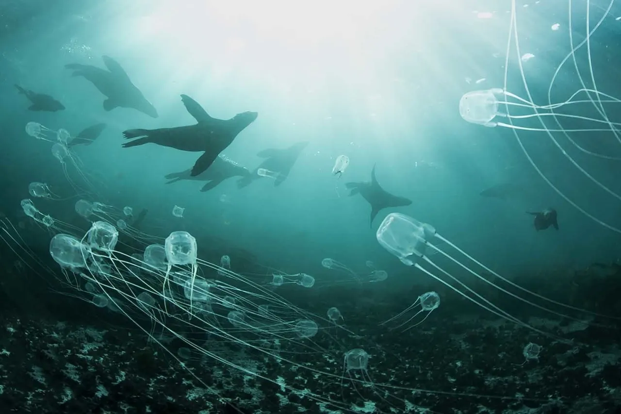 Table mountain park mpa steve benjamin seals jellyfish web