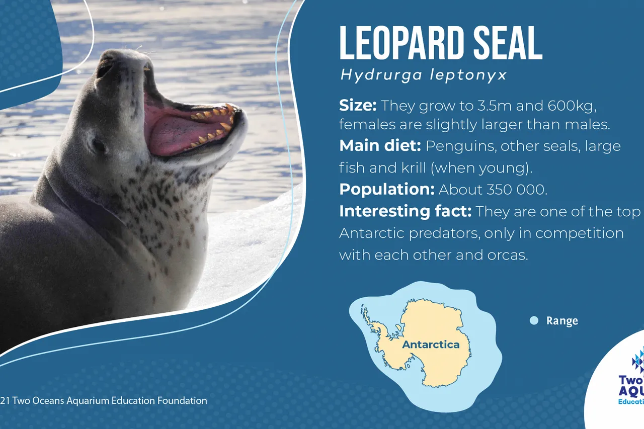 Leopard Seal 01