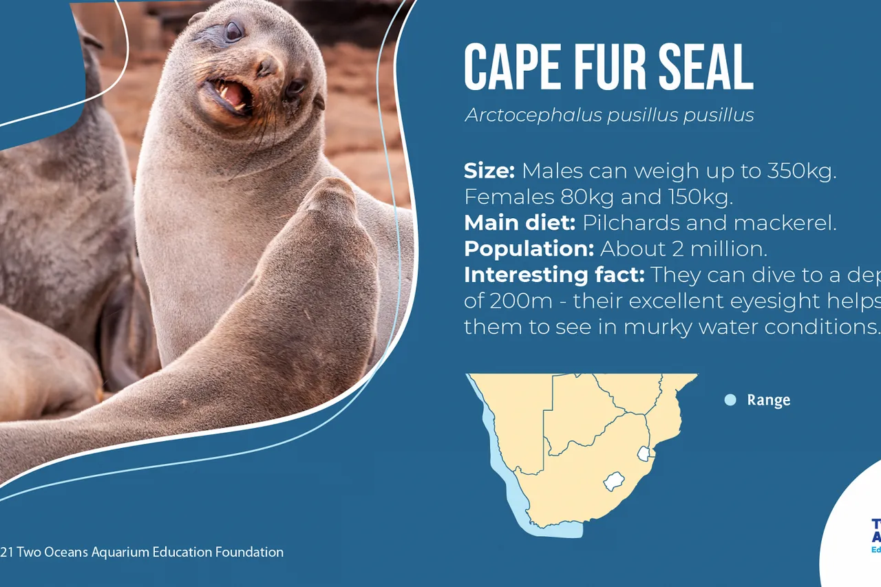 Seal fact file FB 08