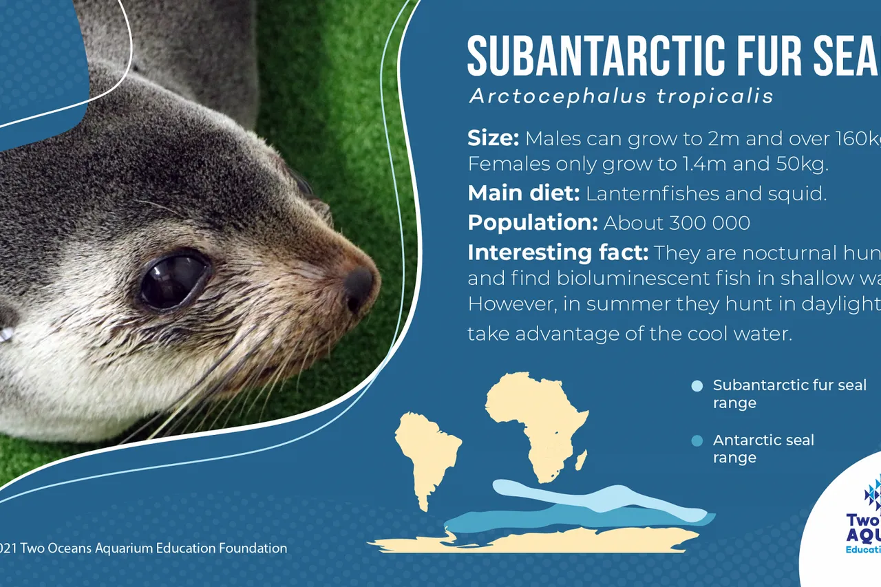 Subantarctic Fur Seal