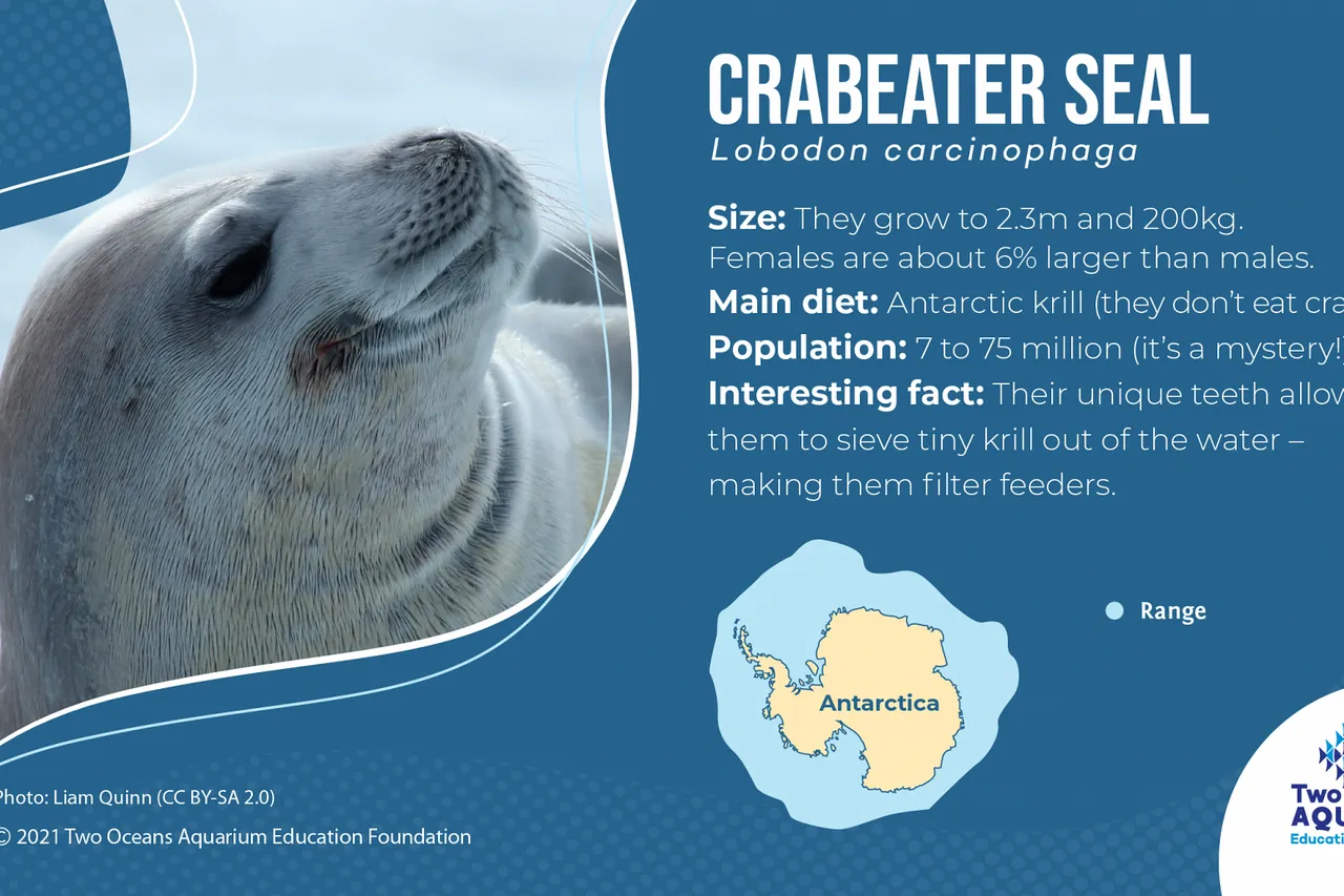 Crabeater Seal 04