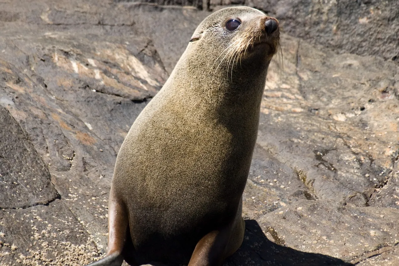Arctocephalus pusillus off Tasmanian Peninsula