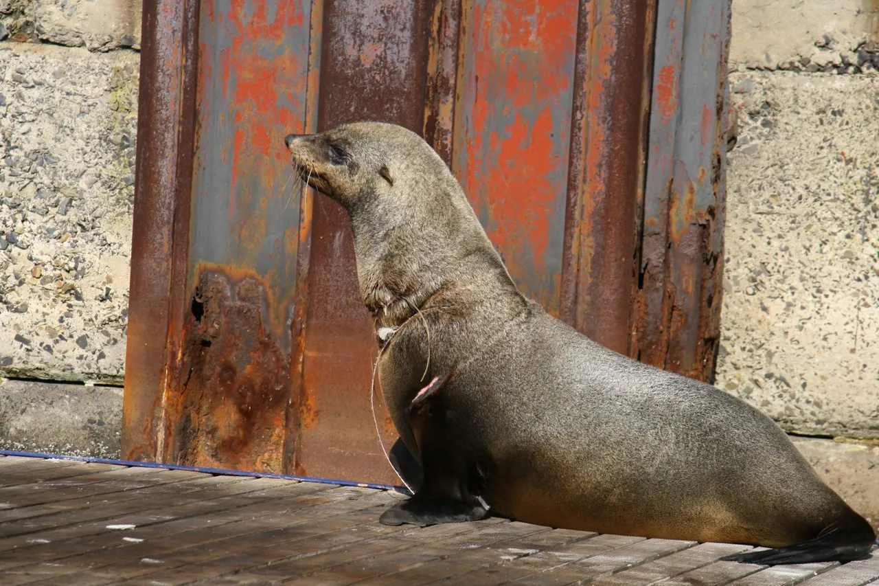 Seal programme 2017 8