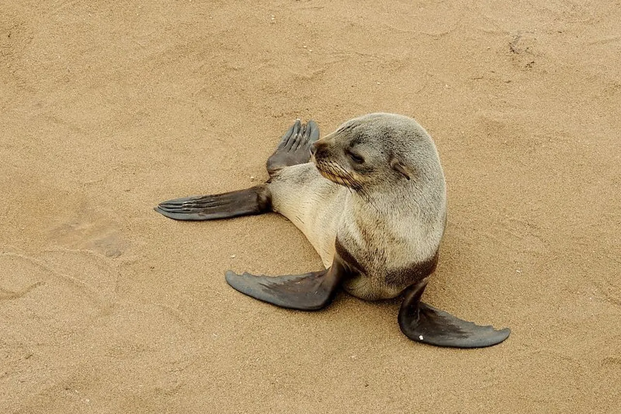 Arctocephalus pusillus 4 Cape fur seal