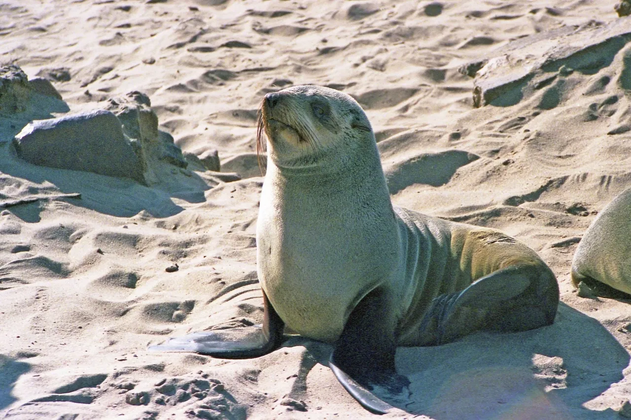 Arctocephalus pusillus pusillus 19990802 012