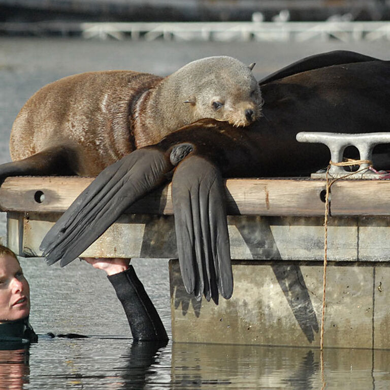 Marine Wildlife Management Programme