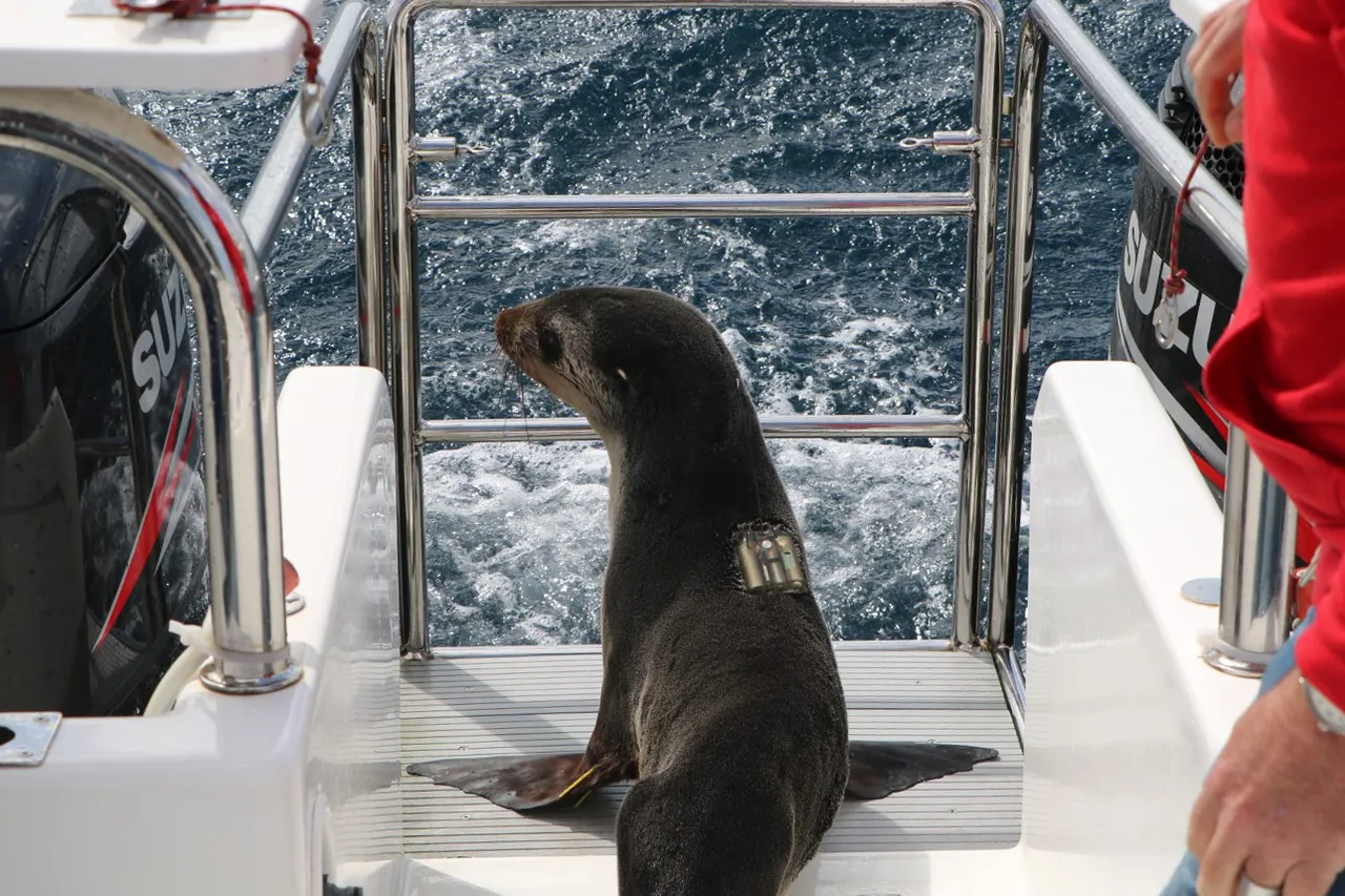 Daisy Seal D Bowen 7