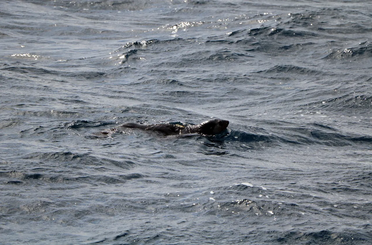 Daisy the subantarctic fur seal found at clifton beach returns to the ocean