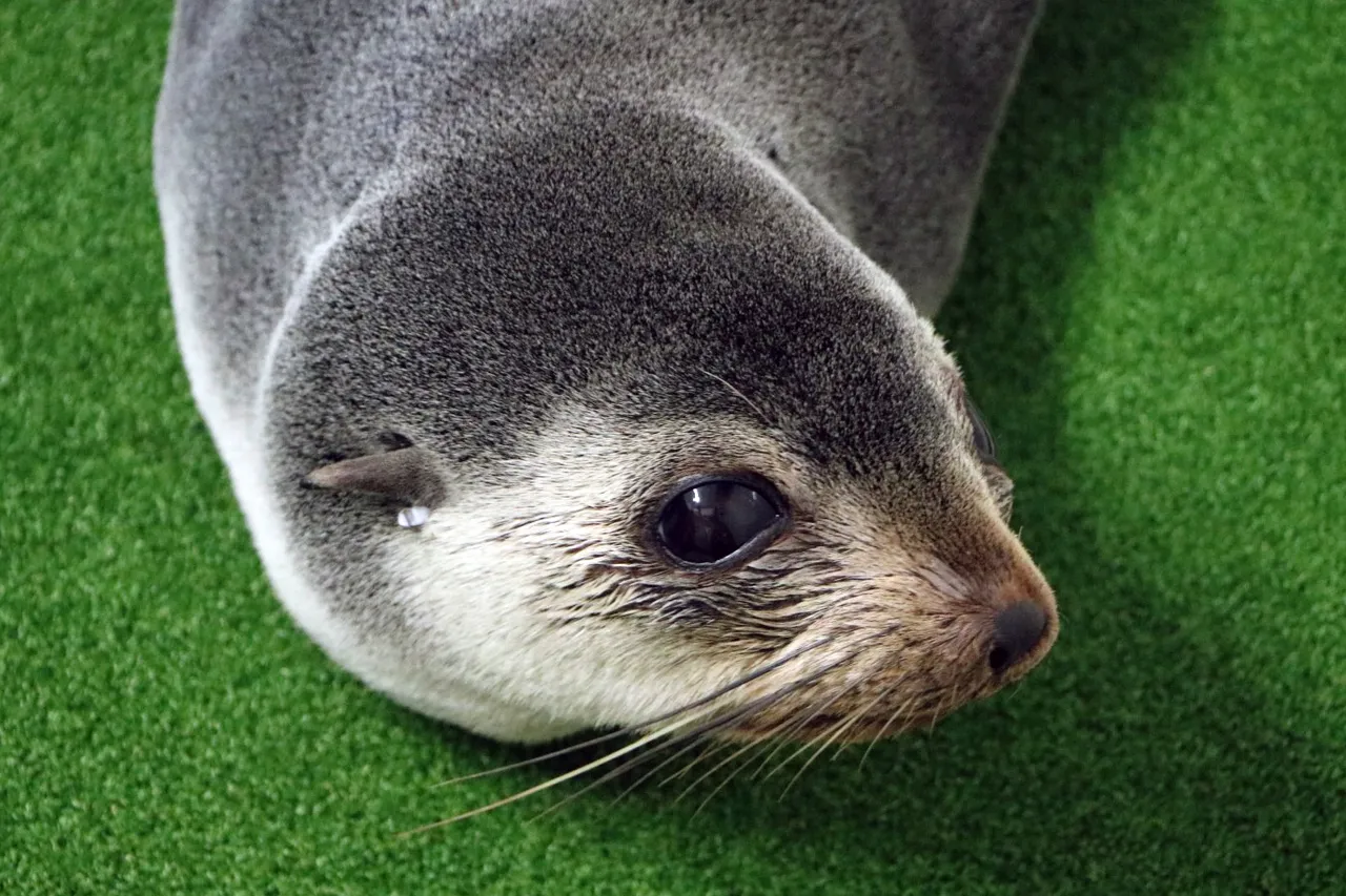 Daisy Seal D Bowen 1