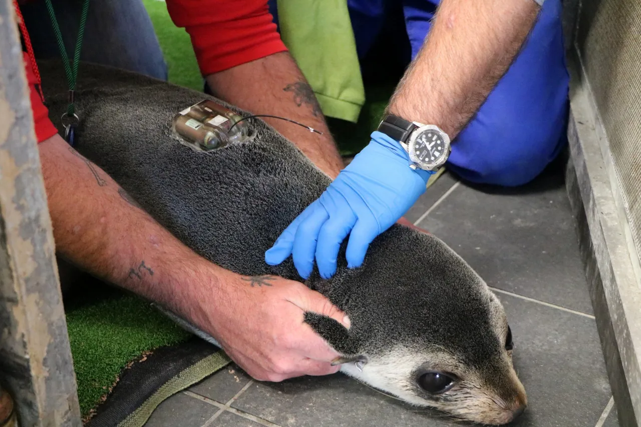 Daisy Seal D Bowen 4