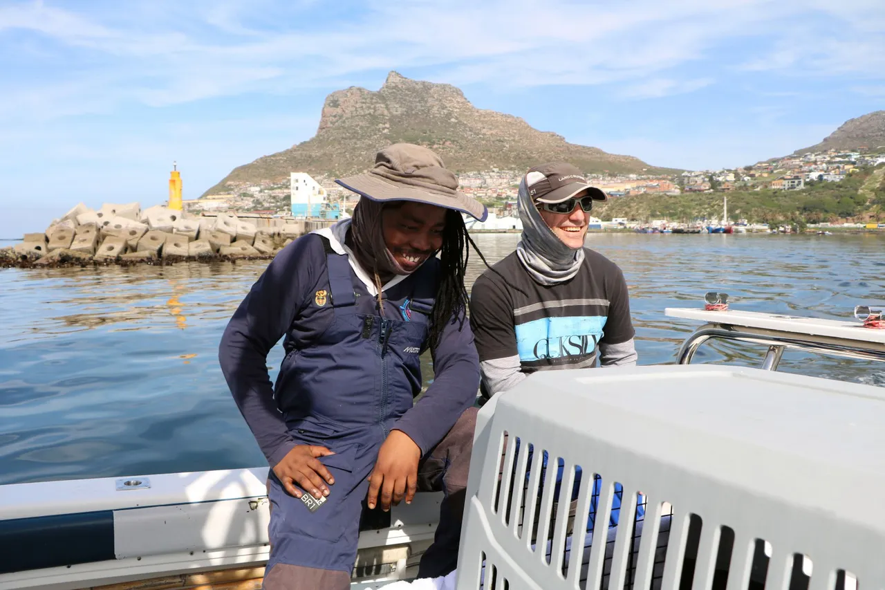 Daisy Seal D Bowen 5